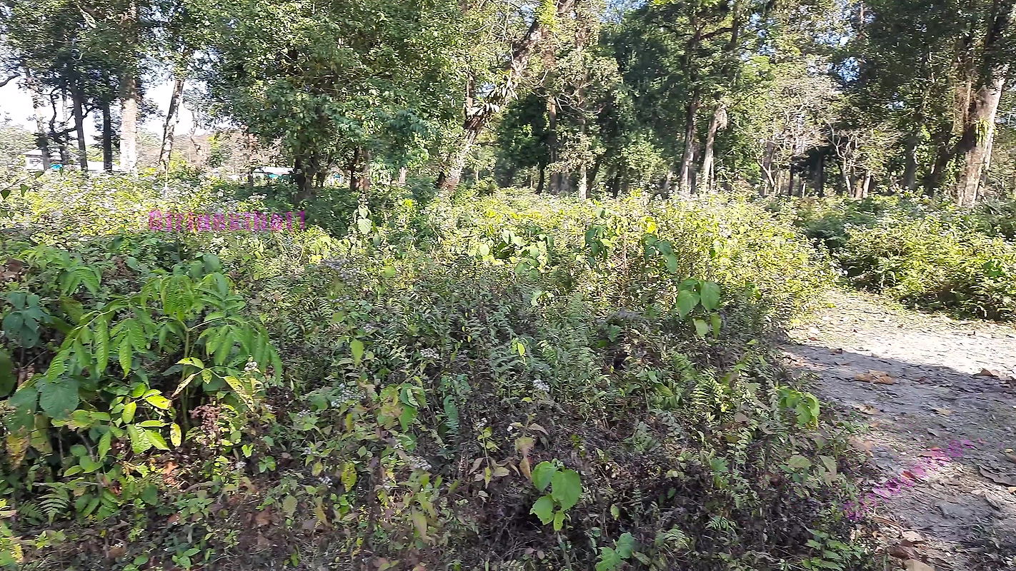 Jungle me Mangle – Hindi Outdoor Sex Fantasy