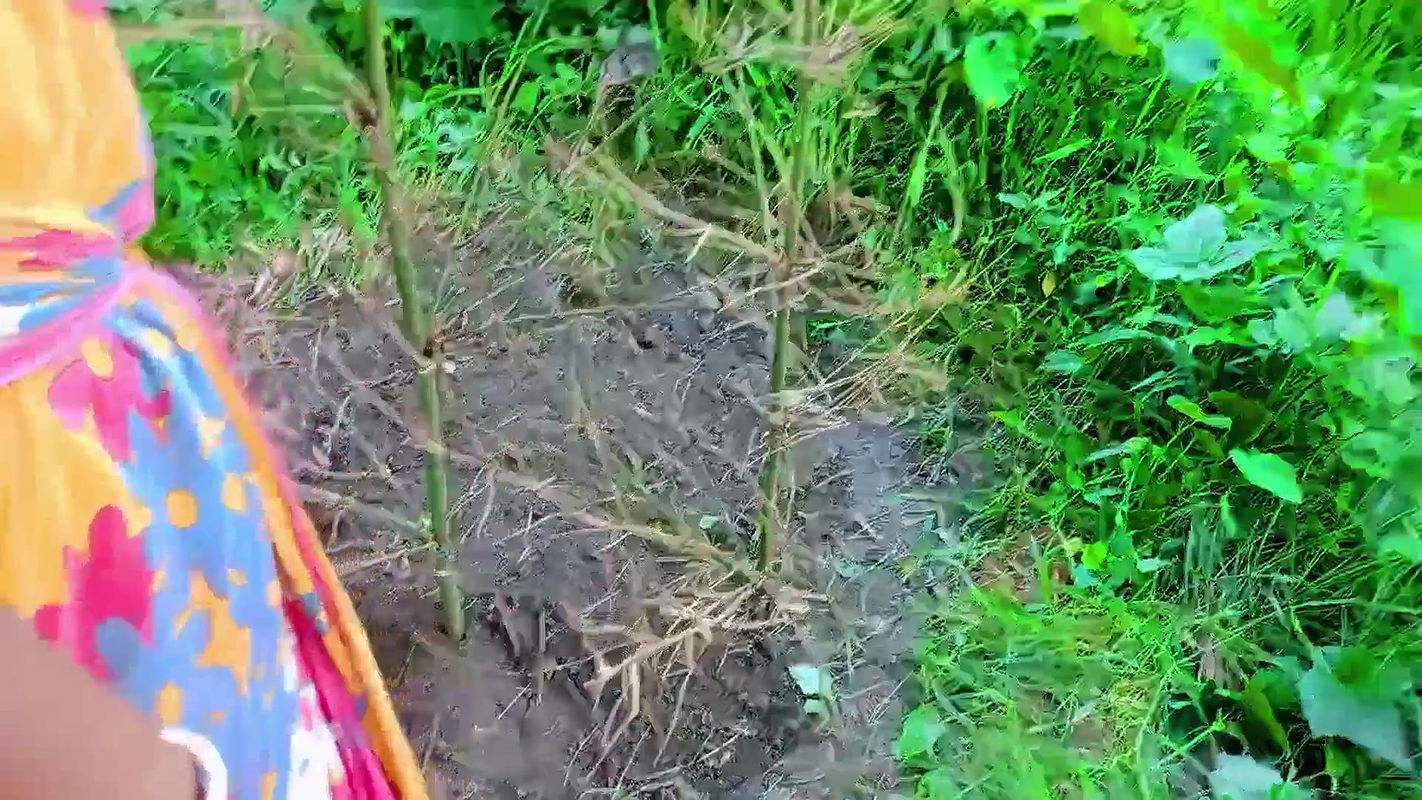 Lokal bhabhi and me outdoor sex