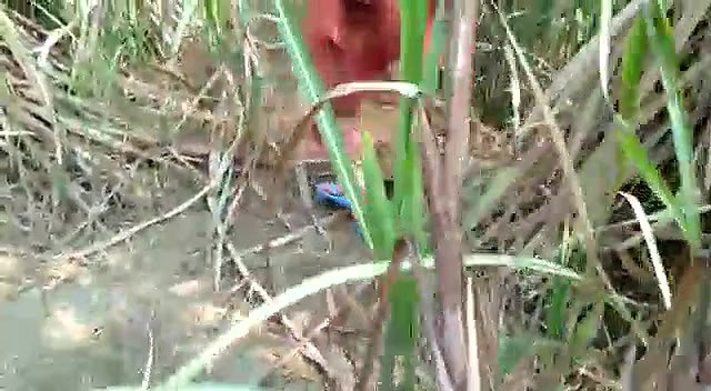 couple fucking in open fields