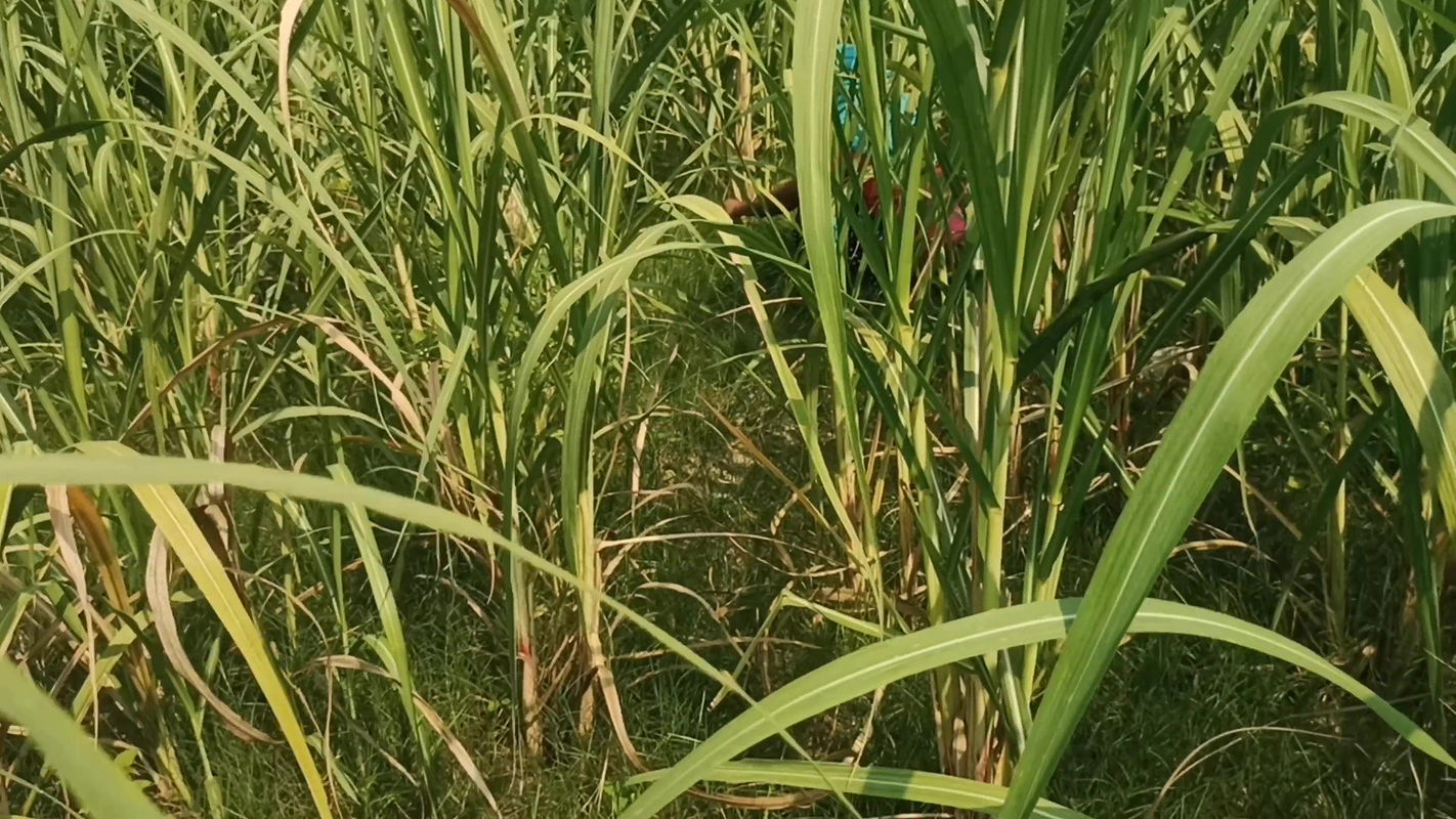 Village girl went to sugarcane field to peessing. Unknown boy fucked her before marriage, Hindi audio. HQ xdesi