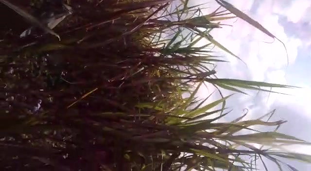 Desi Lover Shows in Open field