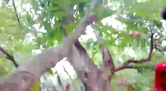 Outdoor fucking full 3 clips