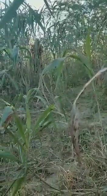 Cute Paki Girl Outdoor Fucking