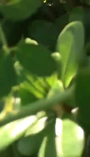 Horny Couple Fucking in Park