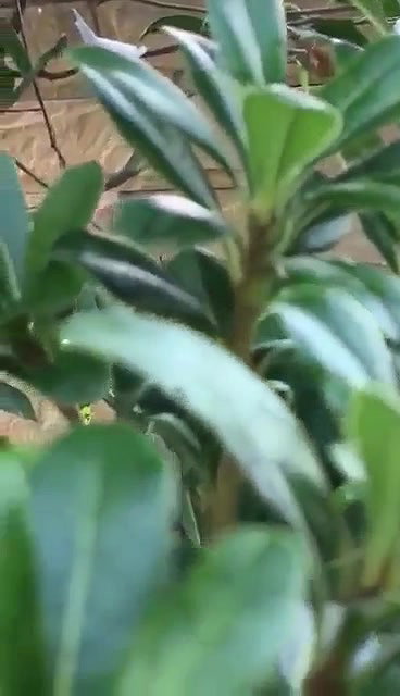 Horny Couple Fucking in Park