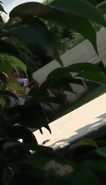 Horny Couple Fucking in Park