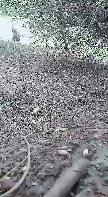 Village mature bhabhi outdoor fucking