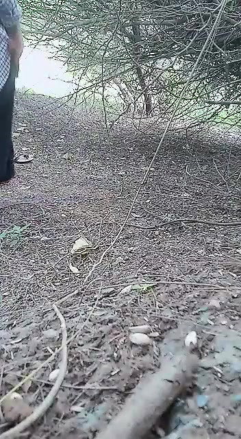 Village mature bhabhi outdoor fucking