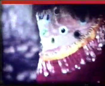 Random pk masala mujra video collection