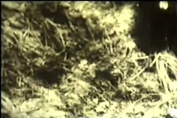 Random pk masala mujra video collection