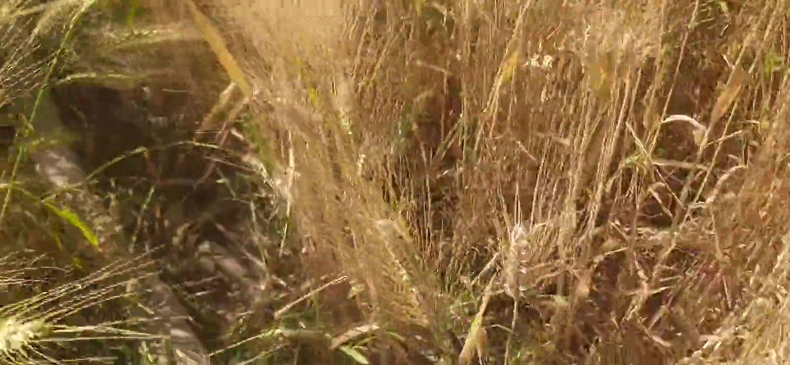 Beautiful sister-in-law cut fodder in the wheat field, brother-in-law fucked big fat ass in sister-in-law’s mouth in the open forest