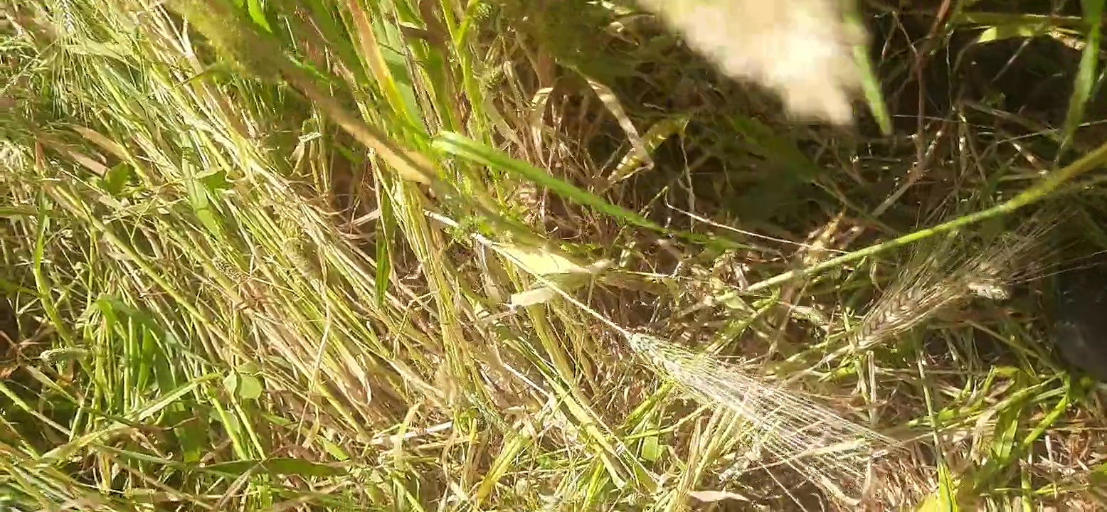 Beautiful sister-in-law cut fodder in the wheat field, brother-in-law fucked big fat ass in sister-in-law’s mouth in the open forest