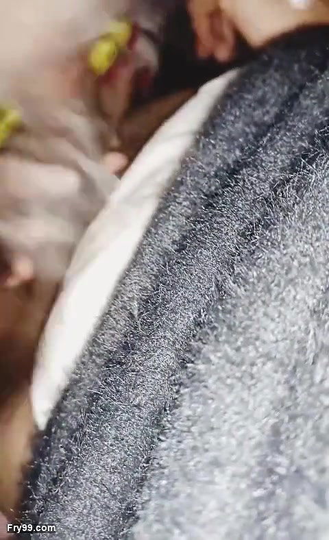 Paki school girl sucking big cock