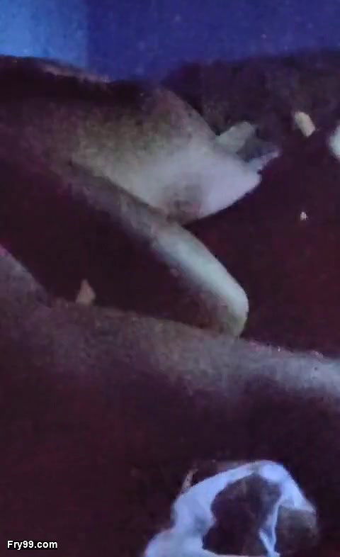 Come inside her To much hard core sex and dick sucking