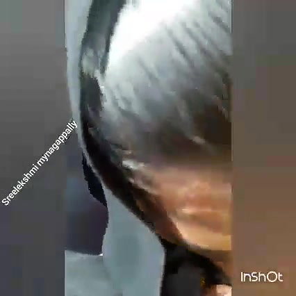 Famous Mallu Bhabhi Blowjob