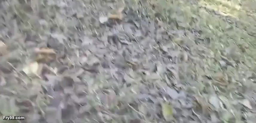 Jungle me Mangal desi wife