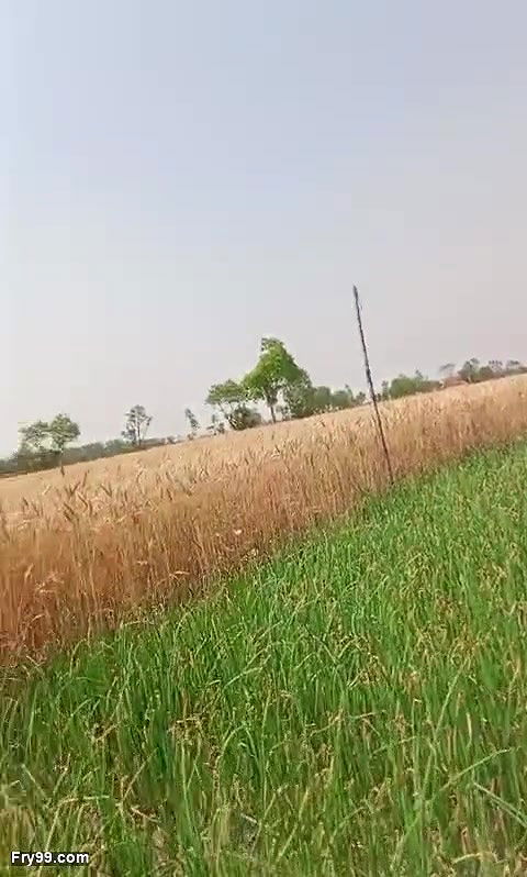 village bhabhi outdoor sex video