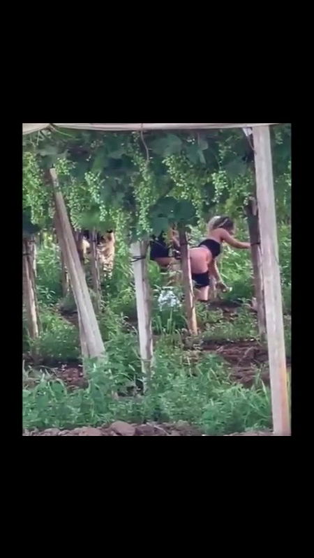 Global prostitute Uncensored video collection – 113