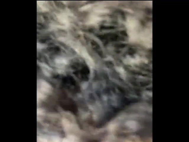 Global prostitute Uncensored video collection – 474