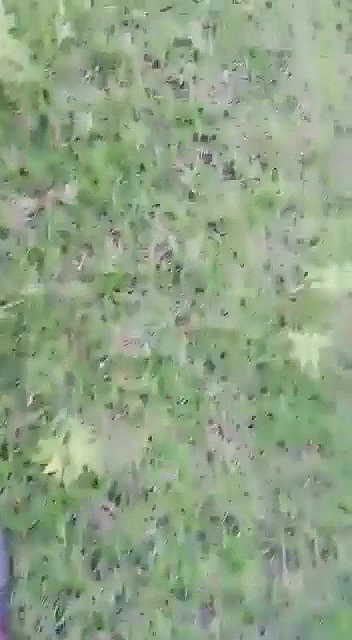 Mature couple caught fucking outdoor