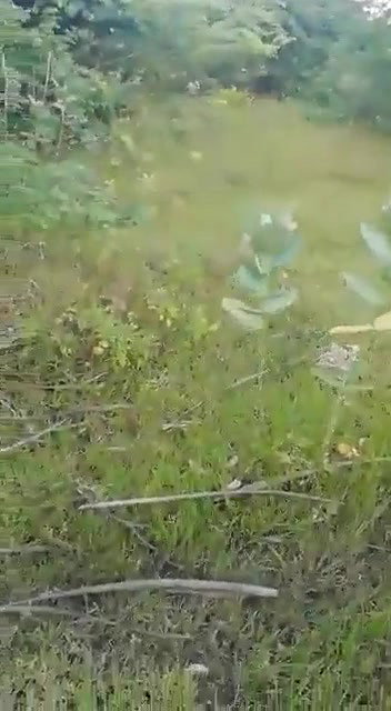 Mature couple caught fucking outdoor