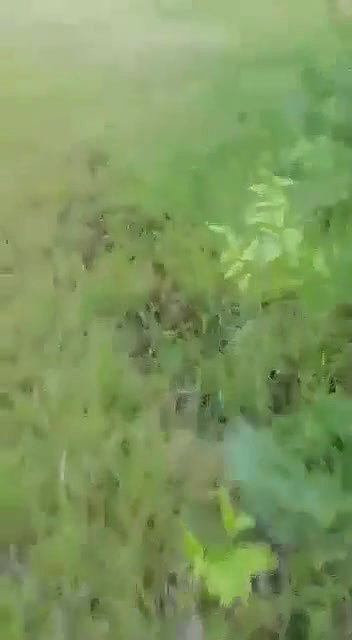 Mature couple caught fucking outdoor