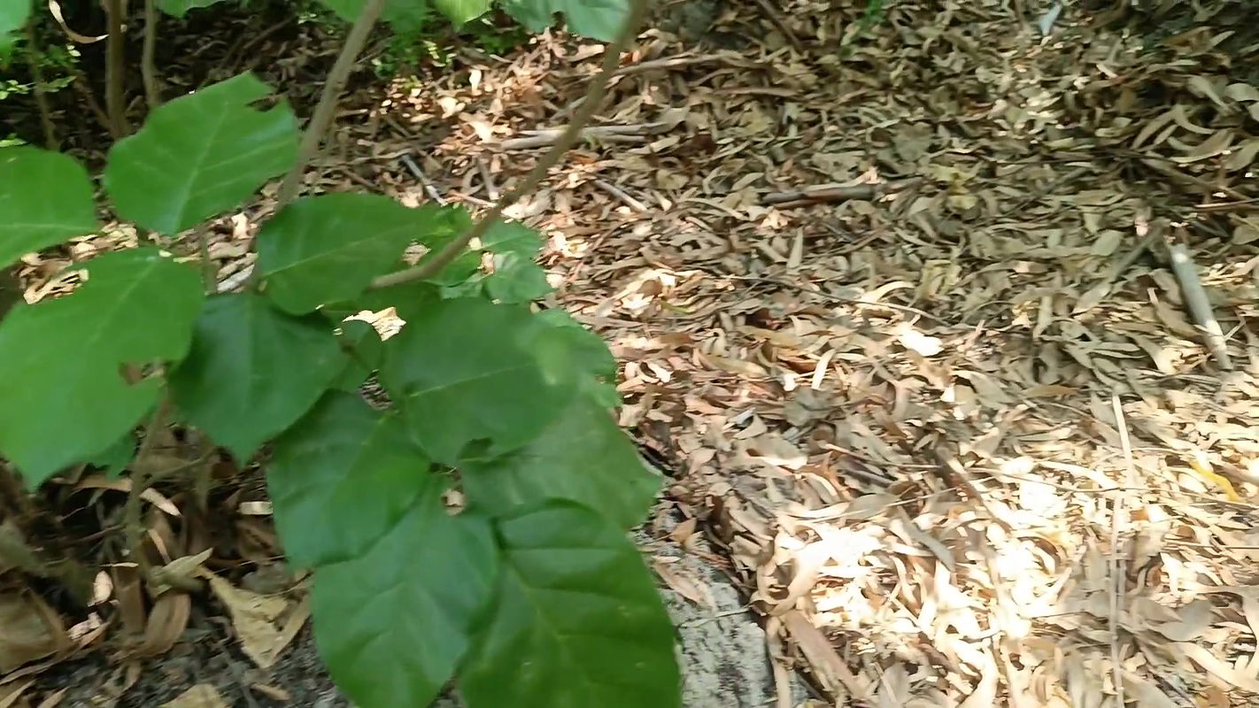 Sister-in-law Fucked in the Forest – Indian Hot Sex