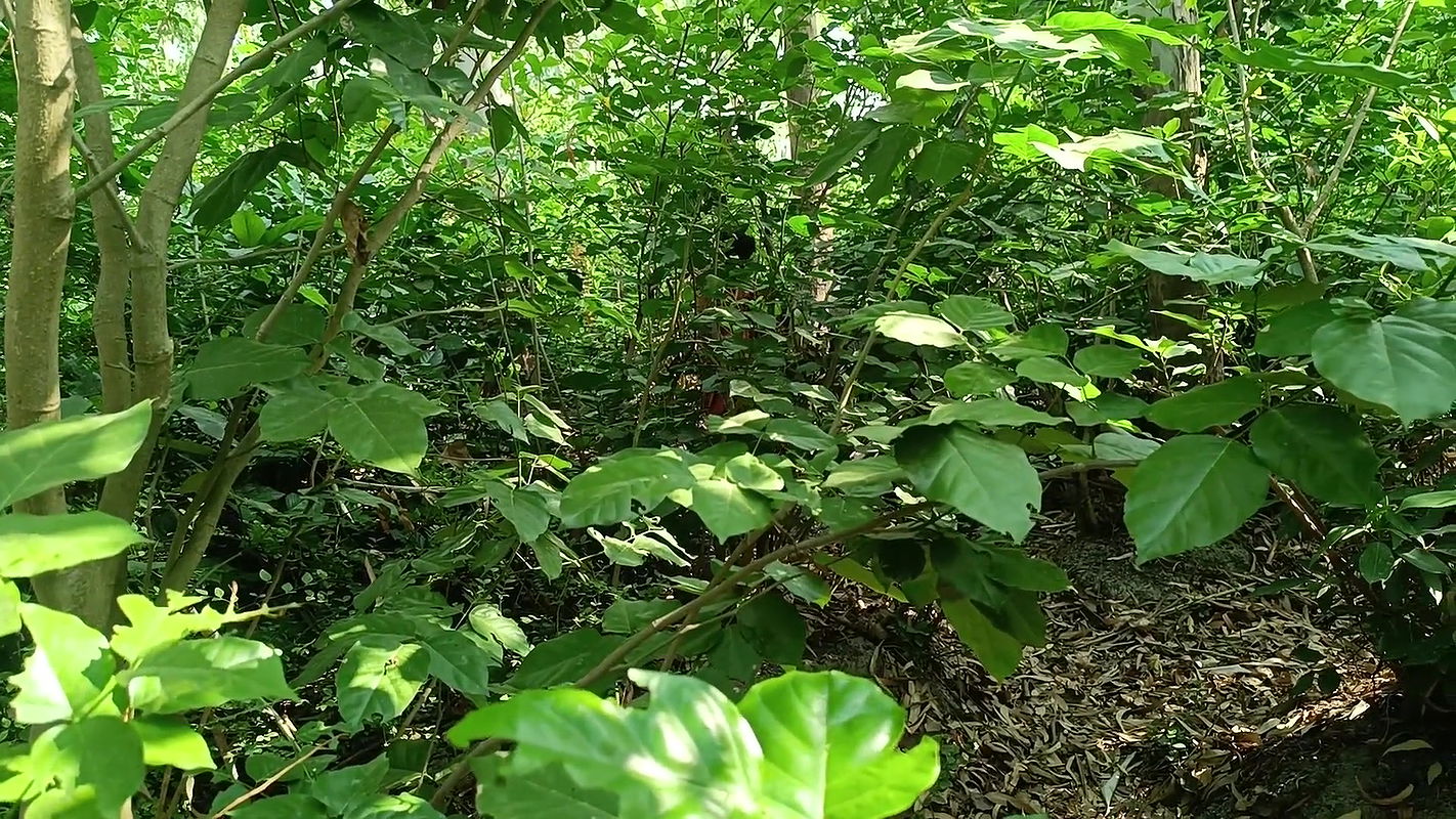 Sister-in-law Fucked in the Forest – Indian Hot Sex