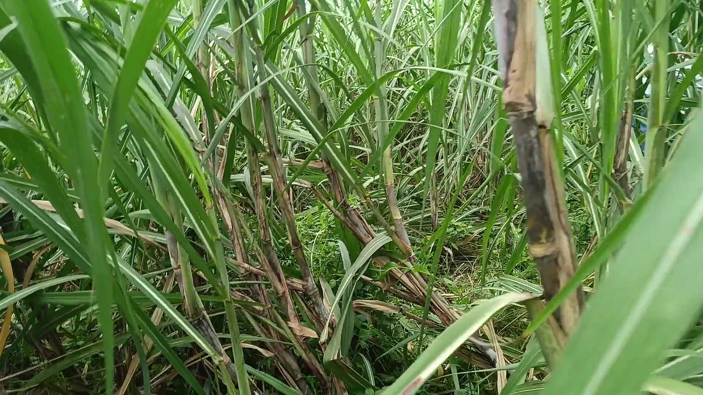 Brother-in-law Took Sister-in-law to the Forest and Fucked Her a Lot