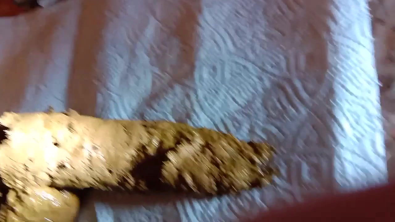 Valleo My great pooping in two views