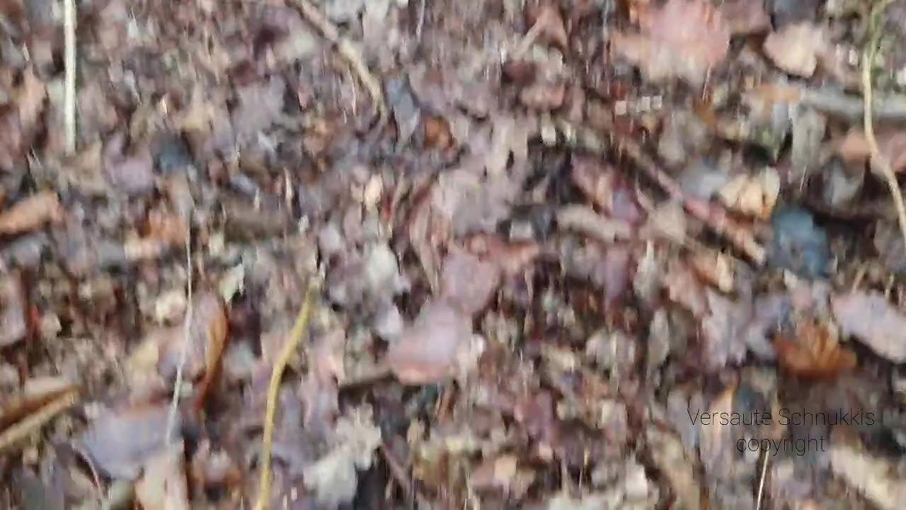 Versauteschnukkis Milf shits in the forest