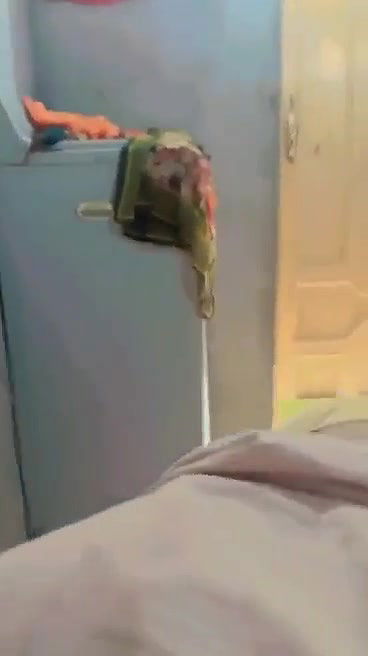 Myd pk video collection 15202553