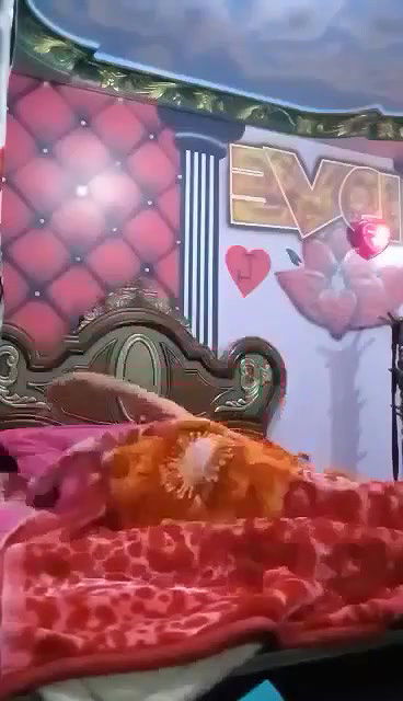 Myd pk video collection 15202589