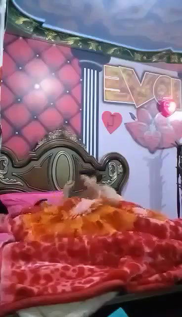 Myd pk video collection 15202589