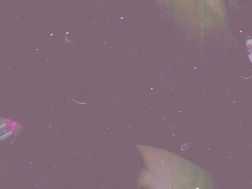 Bengali couple fucking clip