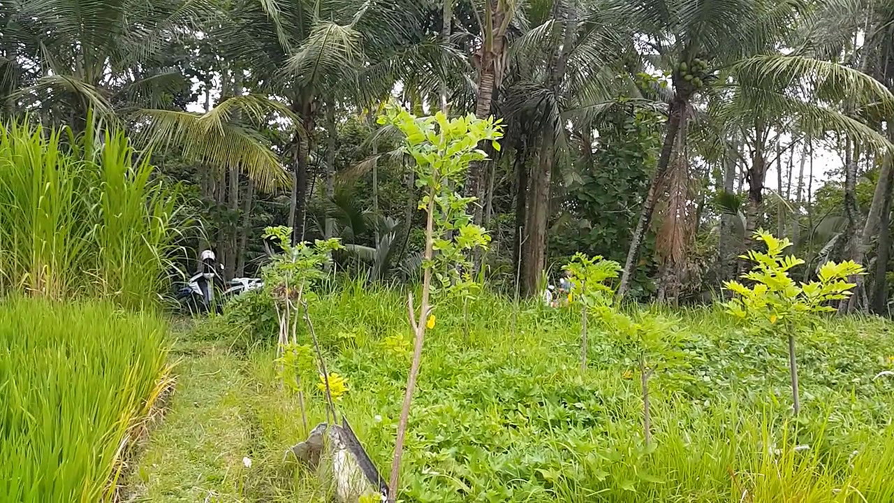 ssing in Public Rice Fields