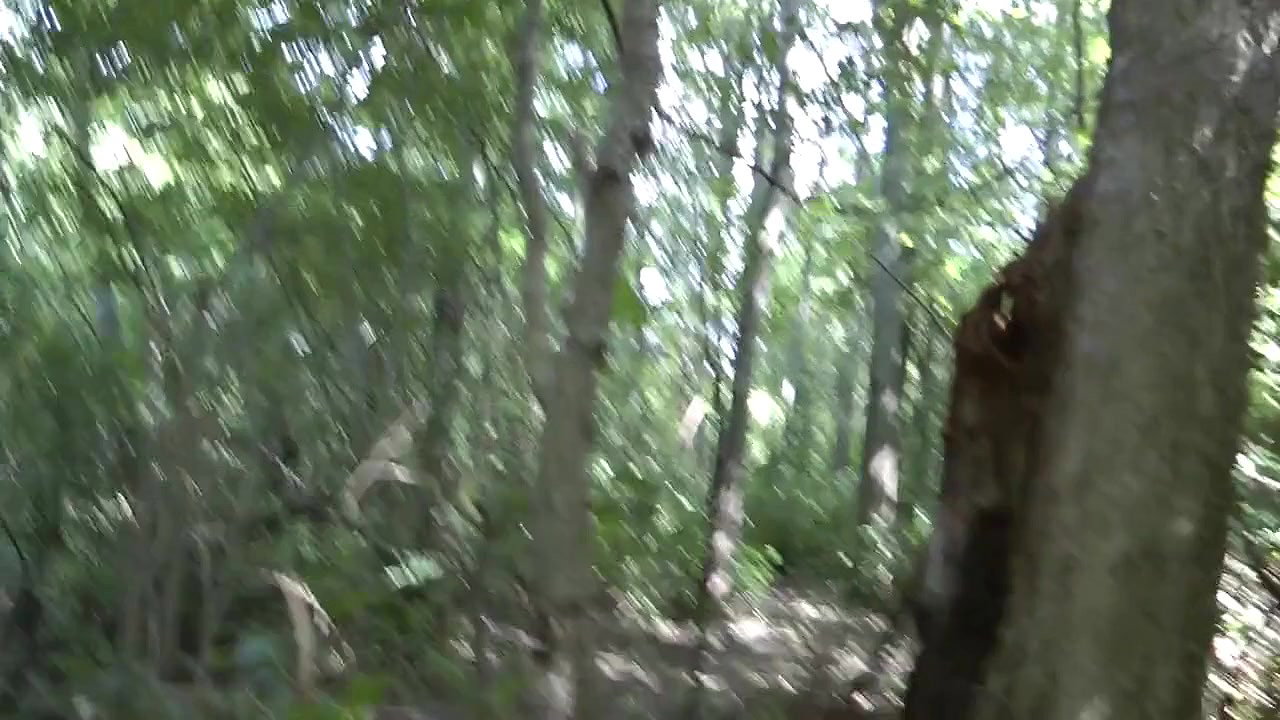 ing on Public Forest Compilation