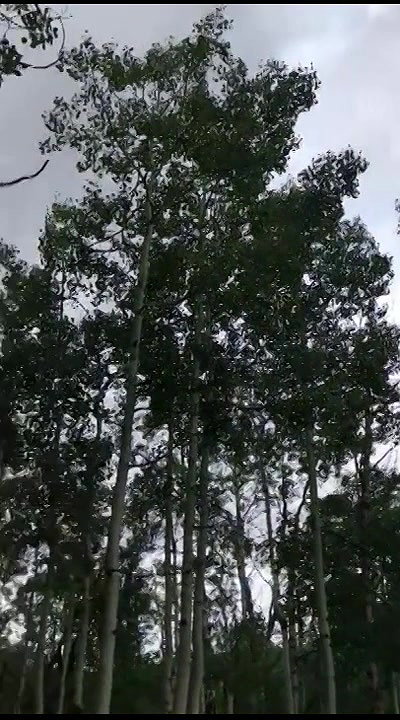 unning Girl Pees in The Woods Risky Public Pee