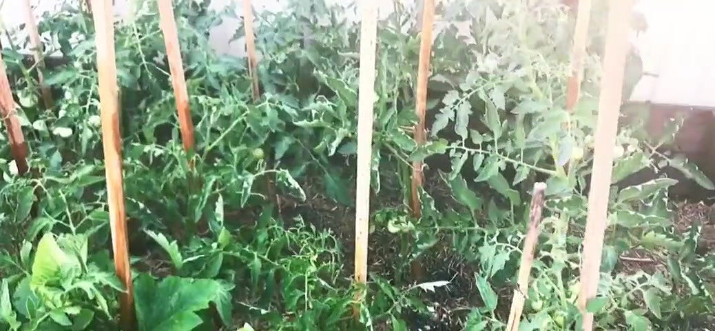 Beautiful girl flashes her buttcrack in the garden