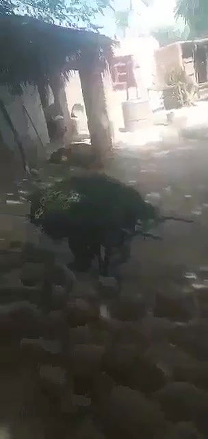 Myd pk telgram download video colection85202559