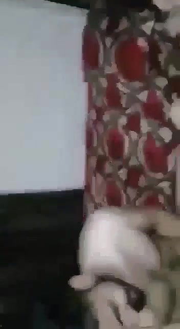 Myd pk telgram download video colection85202572