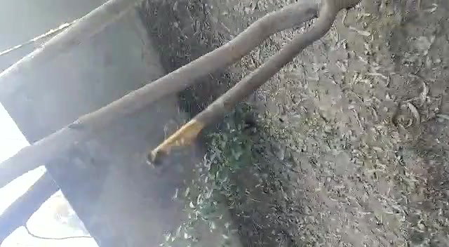 Indian Couple Outdoor Fucked