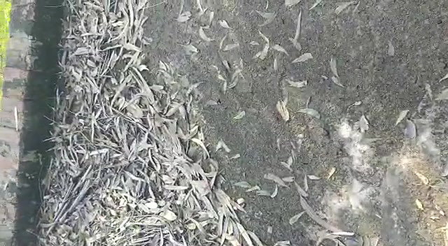 Indian Couple Outdoor Fucked