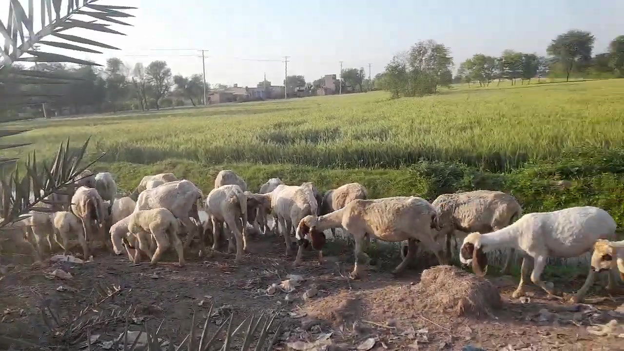 My Daily Routine Work Pakistan Village Life – Desi Aunty New Hot Vlog Punjab Culture Lifestyle