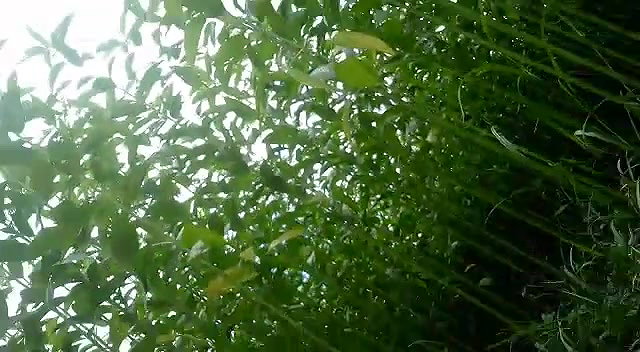 Desi village wife suck her devar dick outdoor