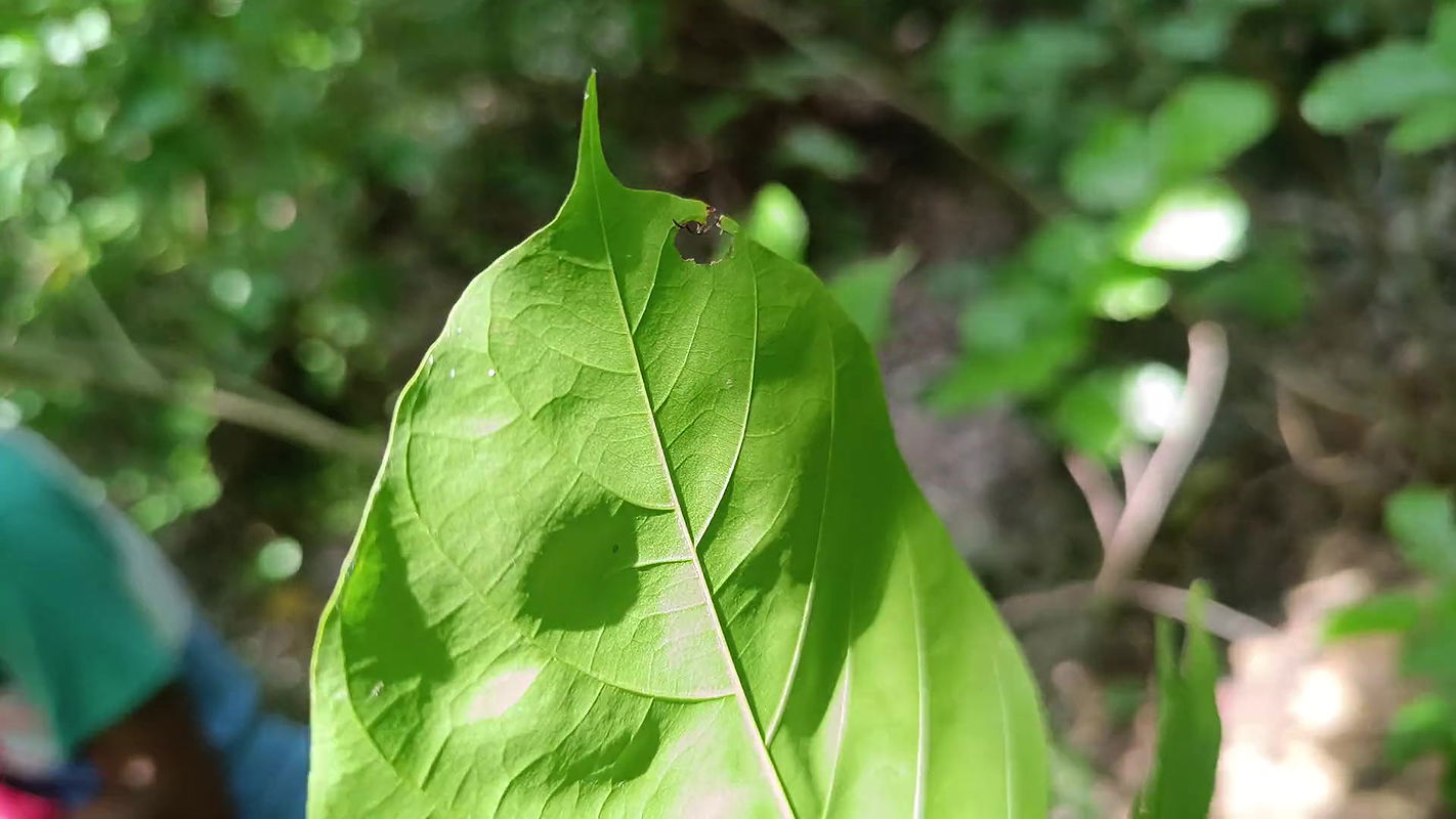 Black Cock Inside My Wife’s White Pussy  Elena Really Likes It
