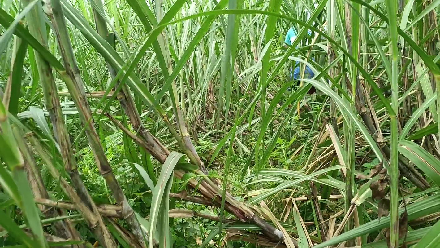 Brother-in-law took sister-in-law to the forest and her a lot