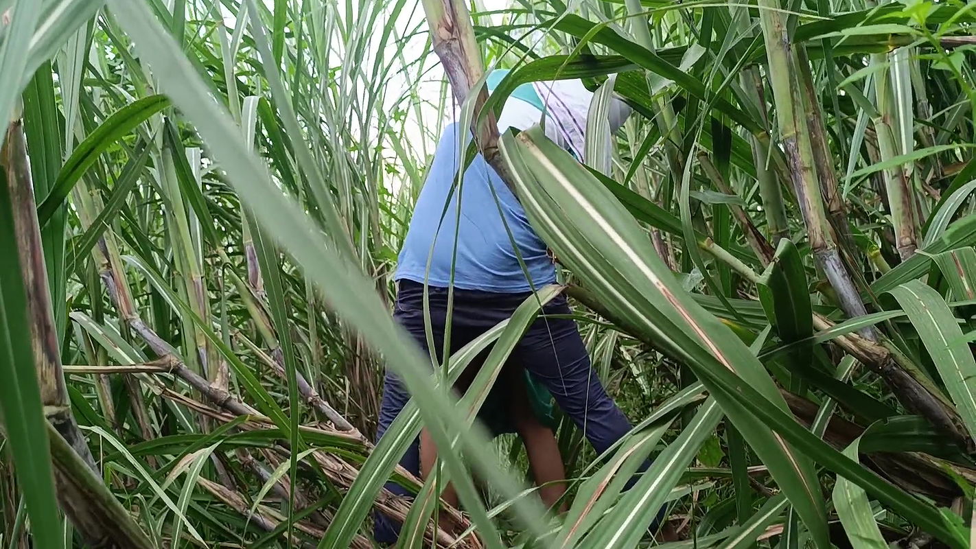 Brother-in-law took sister-in-law to the forest and her a lot