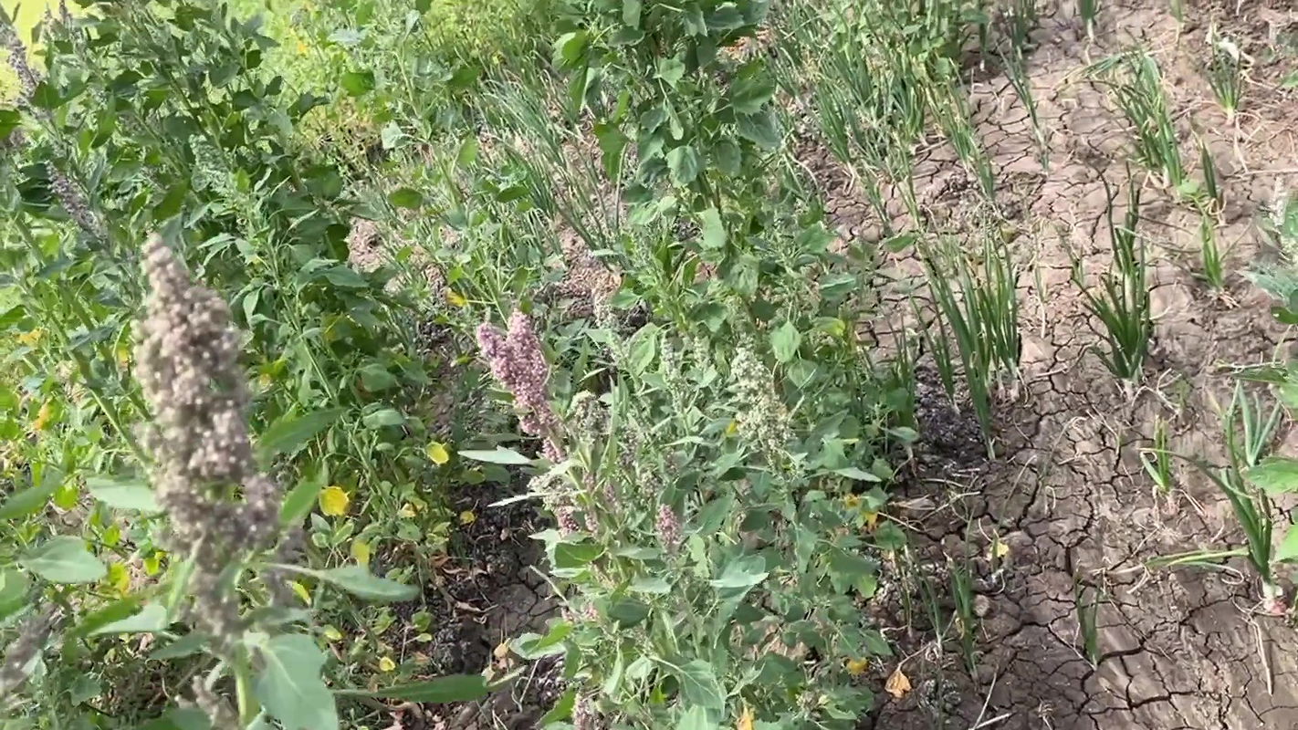 Desi aunty ki pussy , full sexy