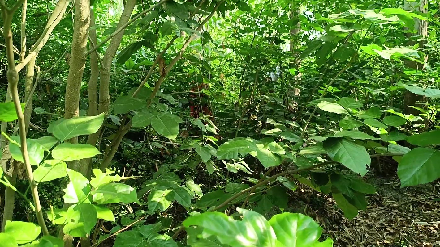 Desi Bhabhi Ki Chudai jungle mein – Indian Hot Sex